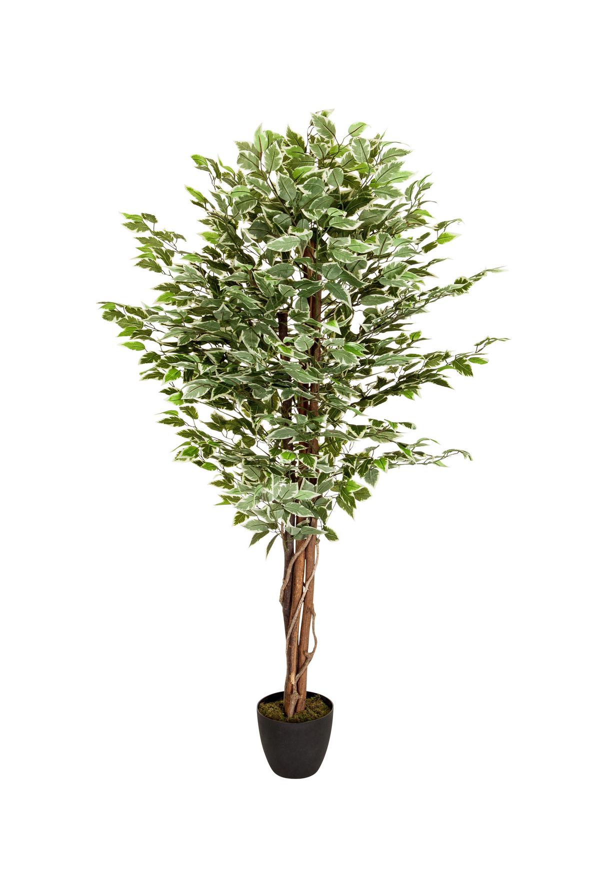 Kunstpflanze Ficus - Schwarz/Braun, Basics, Kunststoff (80/165/80cm) - MID.YOU