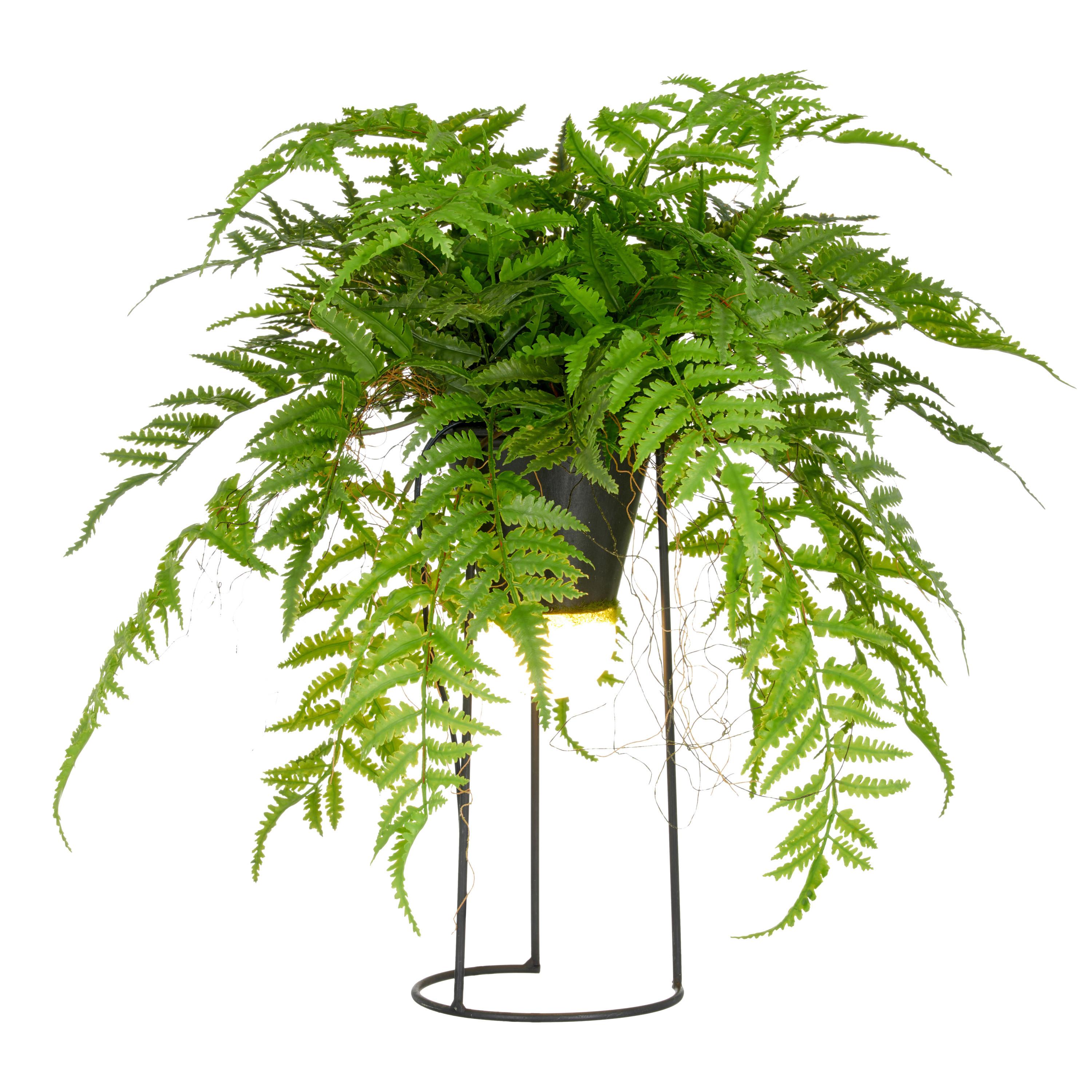 Kunstpflanze Farnmix, H: 60 cm Kunststoff, Grün/Schwarz, - Schwarz/Grün, Basics, Kunststoff/Metall (60cm) - P & B