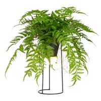 Kunstpflanze Farnmix, H: 60 cm Kunststoff, Grün/Schwarz, - Schwarz/Grün, Basics, Kunststoff/Metall (60cm) - P & B