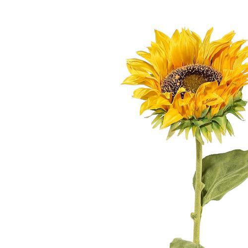 Kunstpflanze Sonnenblume Gelb L: 66 cm, Mia - Gelb/Grün, KONVENTIONELL, Kunststoff/Textil (13/66cm)