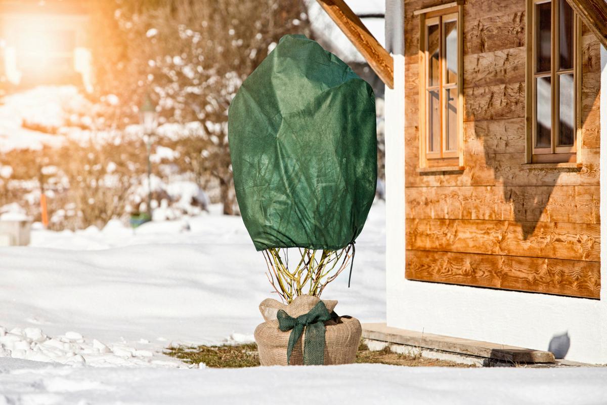Rosenvlies-haube, 3 Stück, 75x100 Cm, Winterfest - Grün, Basics, Kunststoff (75/100cm) - Windhager