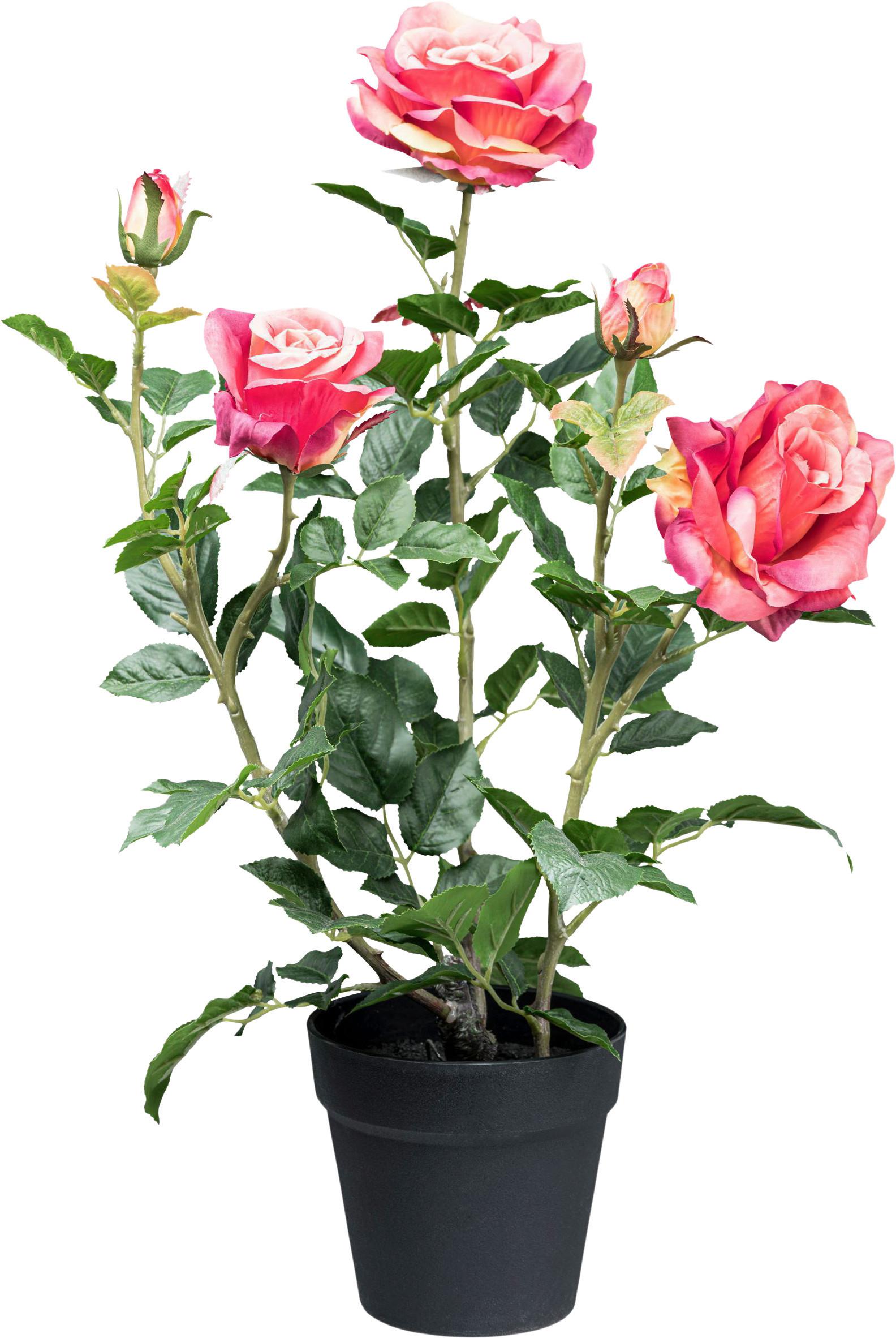 Kunstpflanze, Rose inkl. Topf, H: 58 cm - Pink/Schwarz, Design, Kunststoff (58cm) - P & B