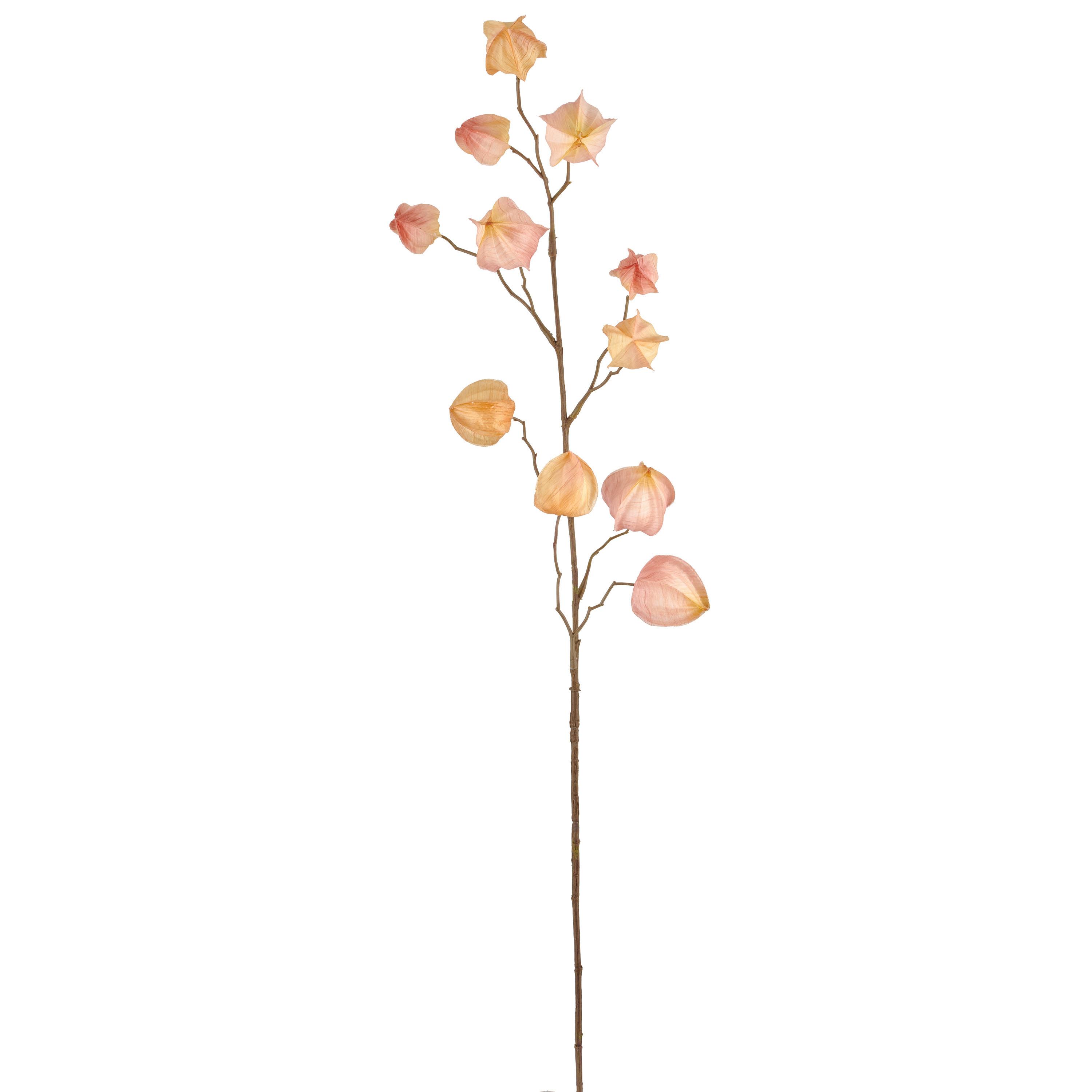 Umělá rostlina PHYSALIS I -PAZ- - meruňková/hnědá, Basics, plast (80cm) - Mömax