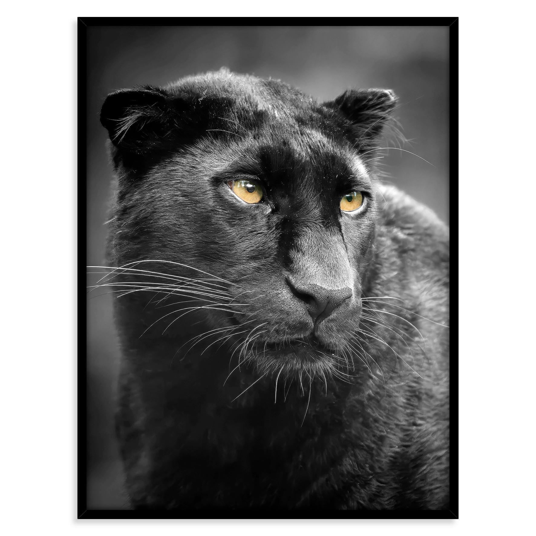 Glasbild Nils - Multicolor/Schwarz, KONVENTIONELL, Glas/Holzwerkstoff (60/80cm) - James Wood