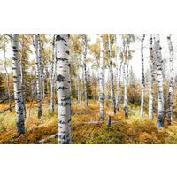 Fototapete Colorful Aspenwoods - Multicolor, Trend, Textil (450/280cm)
