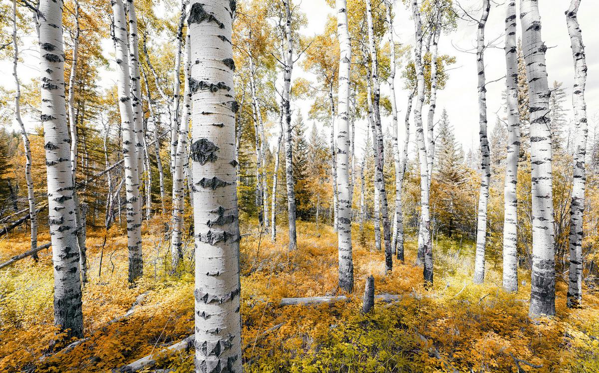Fototapete Colorful Aspenwoods - Multicolor, Trend, Textil (450/280cm)