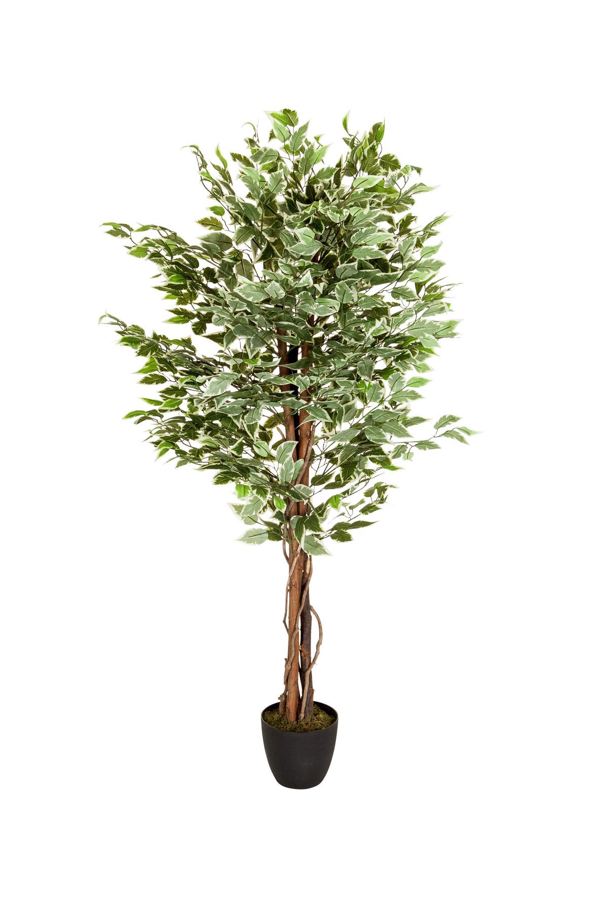 Kunstpflanze Ficus - Schwarz/Braun, Basics, Kunststoff (80/165/80cm) - MID.YOU