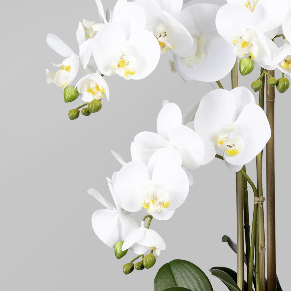 Kunstpflanze Orchideee Weiß H: 75 Cm Mit Topf - Schwarz/Weiß, Trend, Kunststoff (75cm) - P & B