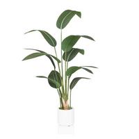 KUNSTPFLANZE Strelitzia Grün B: 22cm - Weiß/Grün, MODERN, Kunststoff (22/150/31cm) - MID.YOU