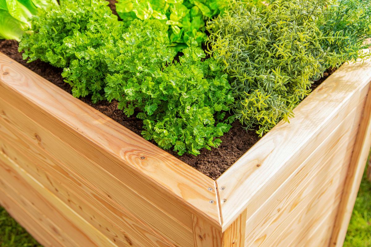 Hochbeet Hochbeet Lärche 130 - Lärchefarben, Basics, Holz (65/84/130cm)