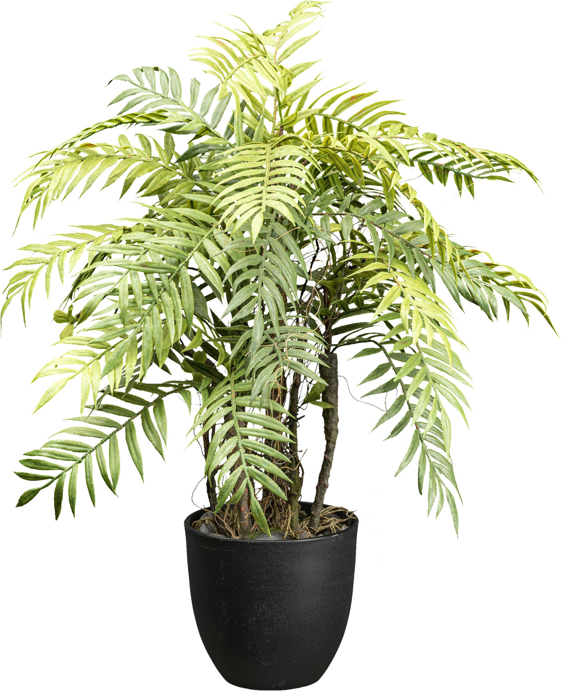 Kunstpflanze Farn H: 60 cm - Schwarz/Braun, Design, Kunststoff (60cm) - P & B