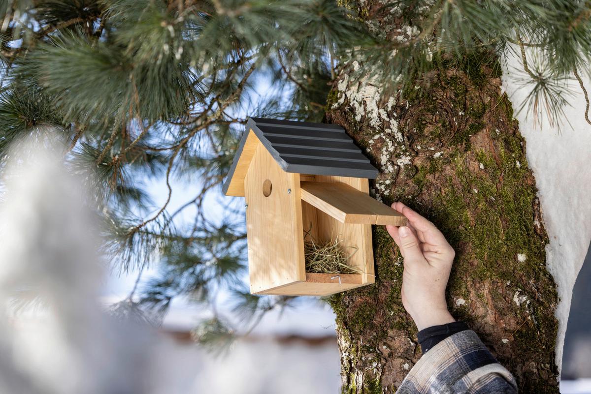 Nistkasten Cosy, Kiefer - Kieferfarben, Basics, Holz (20/27/17cm) - Windhager
