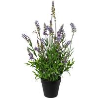 Umělá rostlina Levandule, V: 48cm - černá/zelená, Basics, plast (48cm) - Modern Living