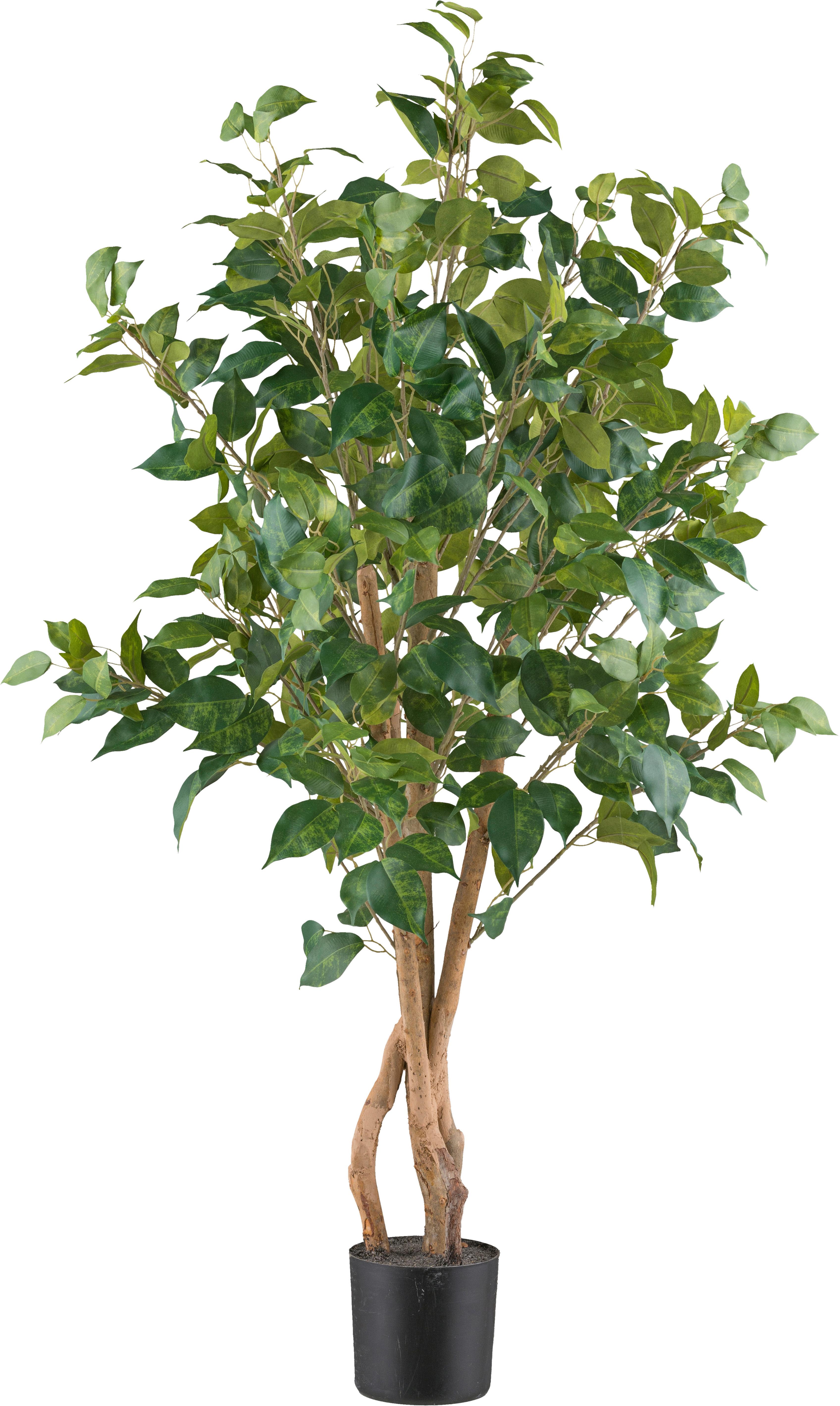 Kunstpflanze Ficus Benjamina H: 110 cm - Schwarz/Braun, Design, Kunststoff (110cm) - P & B