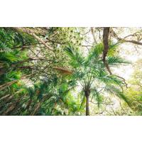 Fototapete Touch The Jungle - Grün, Trend, Textil (450/280cm)