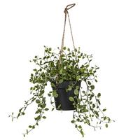 Umelá rastlina MÜHLENBECKIAAMPEL II -PAZ- - zelená, Basics, kov/plast (31cm) - Mömax