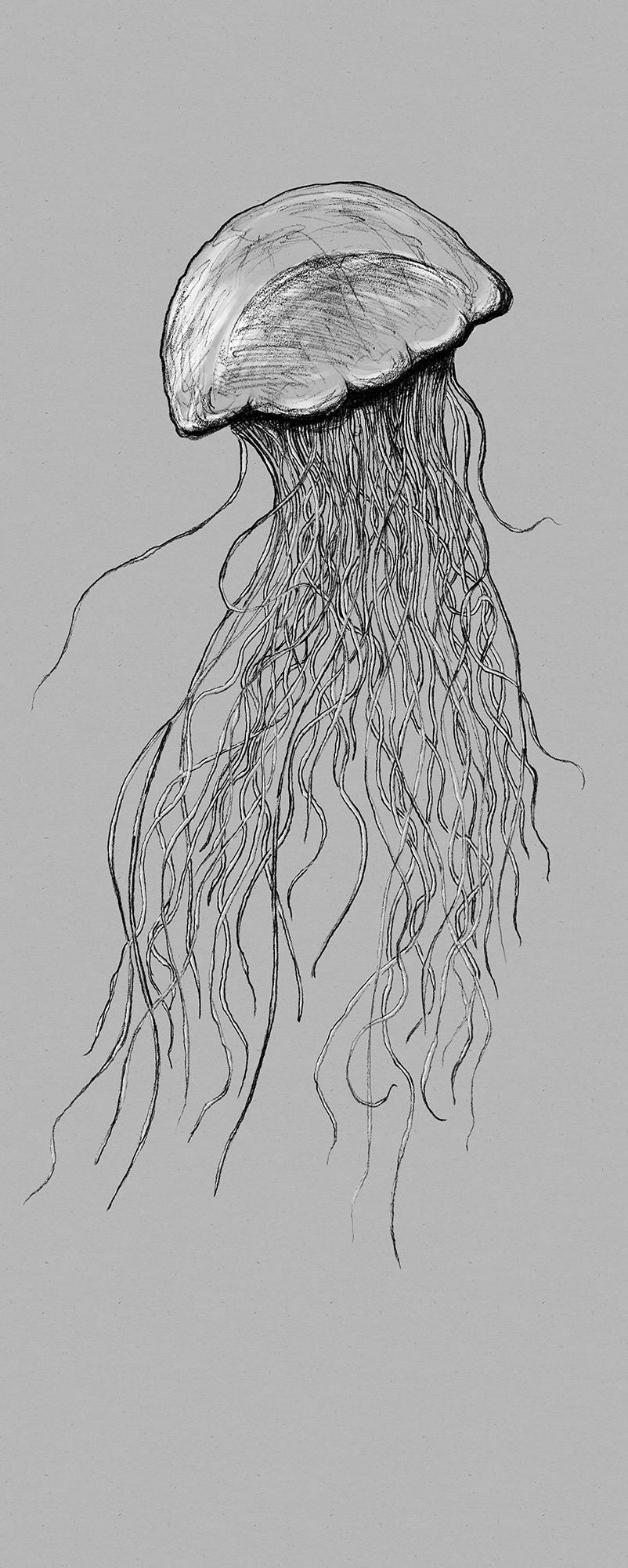 Vliestapete Jellyfish Panel - Grau, Basics (100/250cm) - Komar