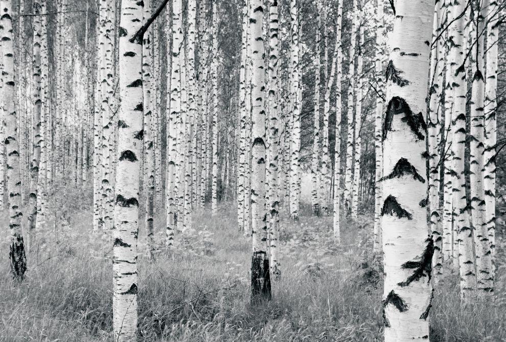 Vliestapete Woods - Schwarz/Weiß, Basics (400/270cm) - Komar