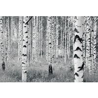 Vliestapete Woods - Schwarz/Weiß, Basics (400/270cm) - Komar