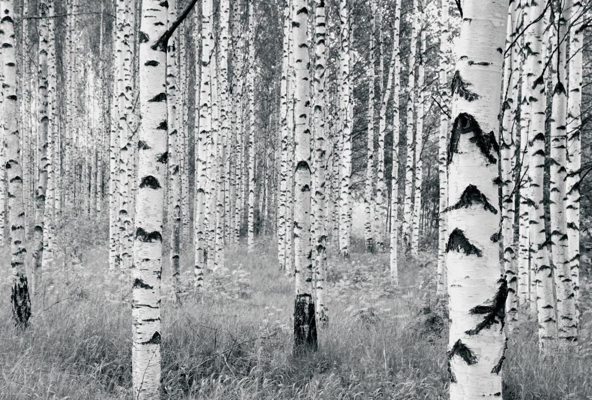 Vliestapete Woods - Schwarz/Weiß, Basics (400/270cm) - Komar