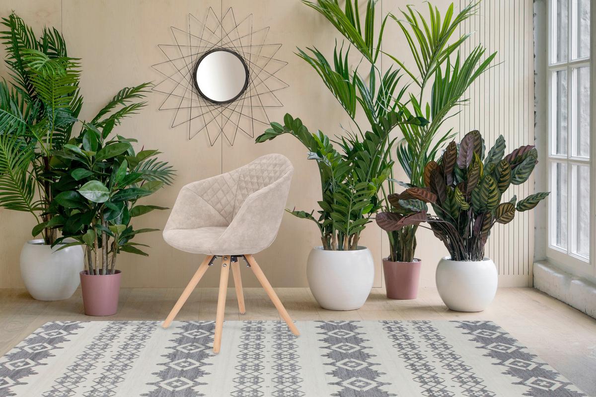 Sada stoličiek krémová - biela/krémová, Design, drevo/plast (59/82/55cm)