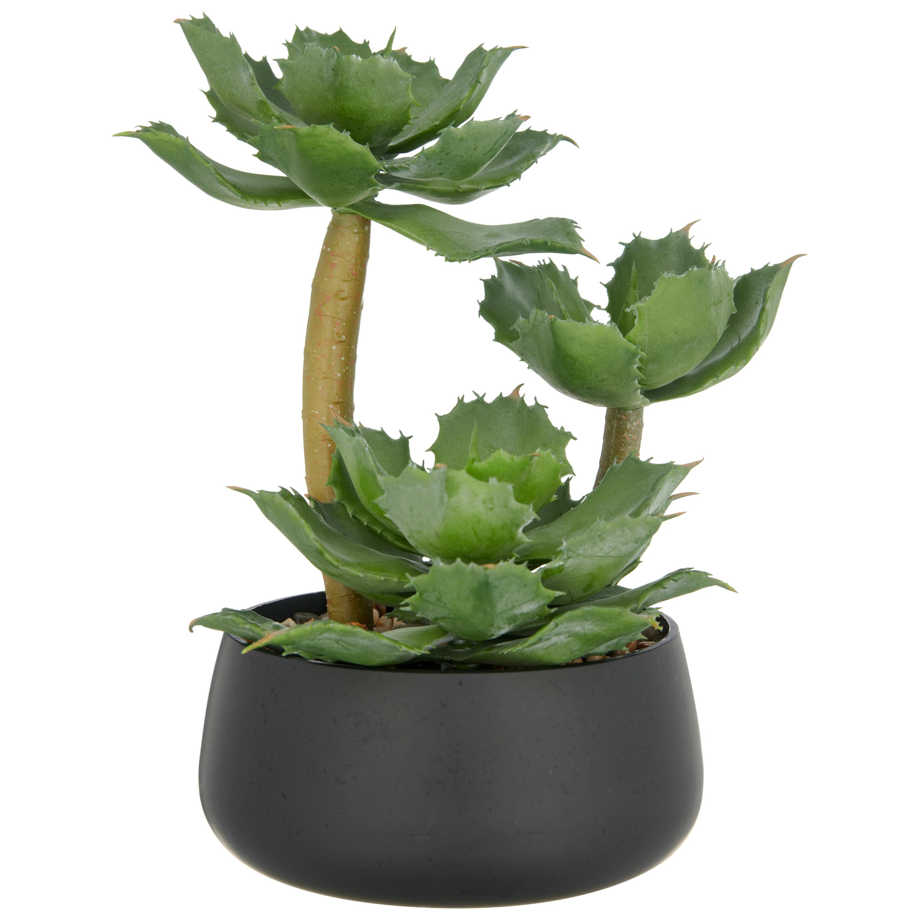Kunstpflanze Grün Schwarz B: 17 cm - Schwarz/Grün, Basics, Kunststoff (28cm) - P & B