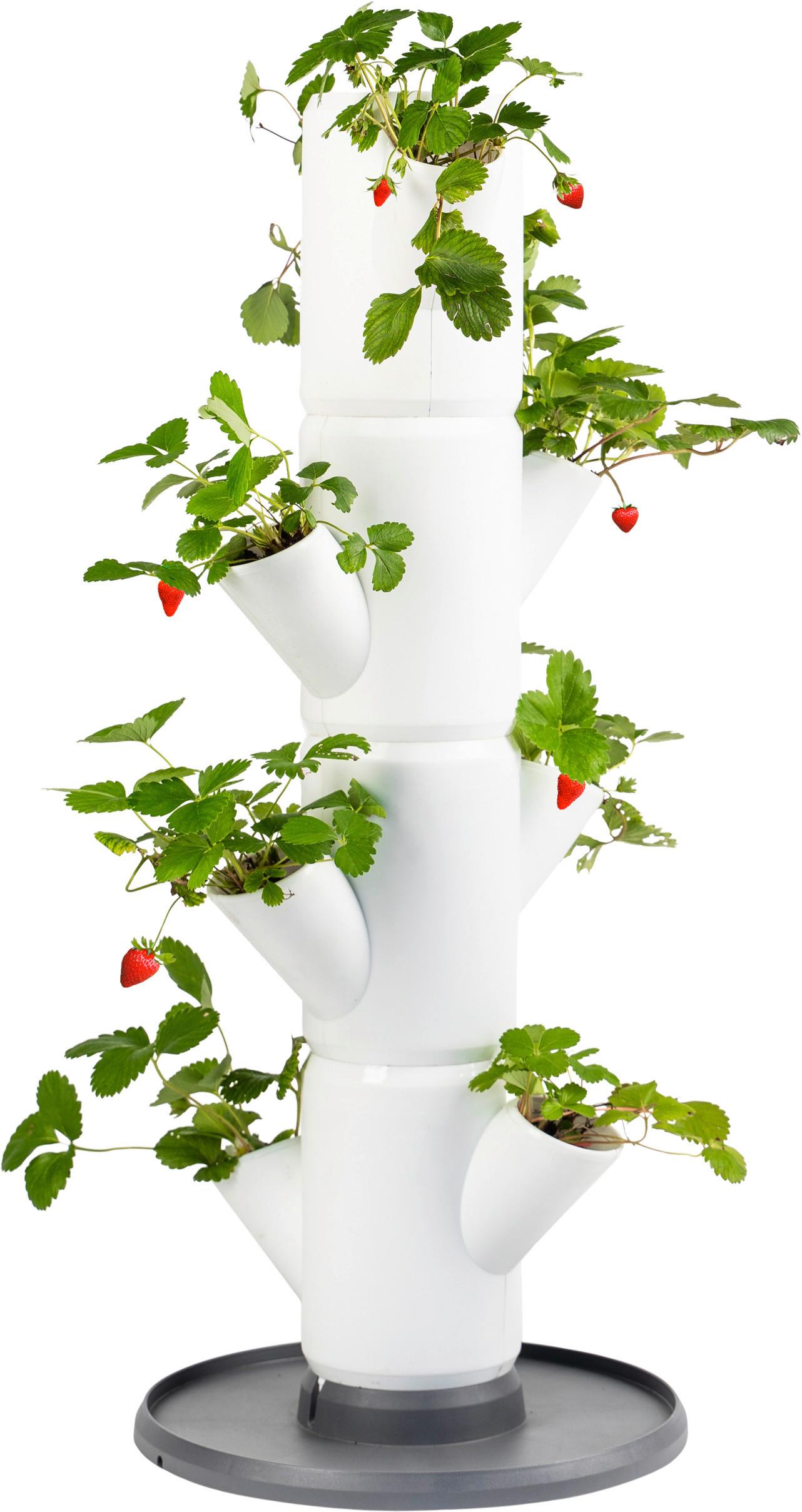 Erdbeertopf weiß - Weiß, Basics, Kunststoff (32/77cm) - Gusta Garden