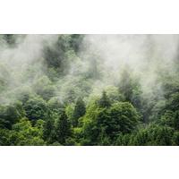Vliestapete Bäume - Natur (400/250cm)