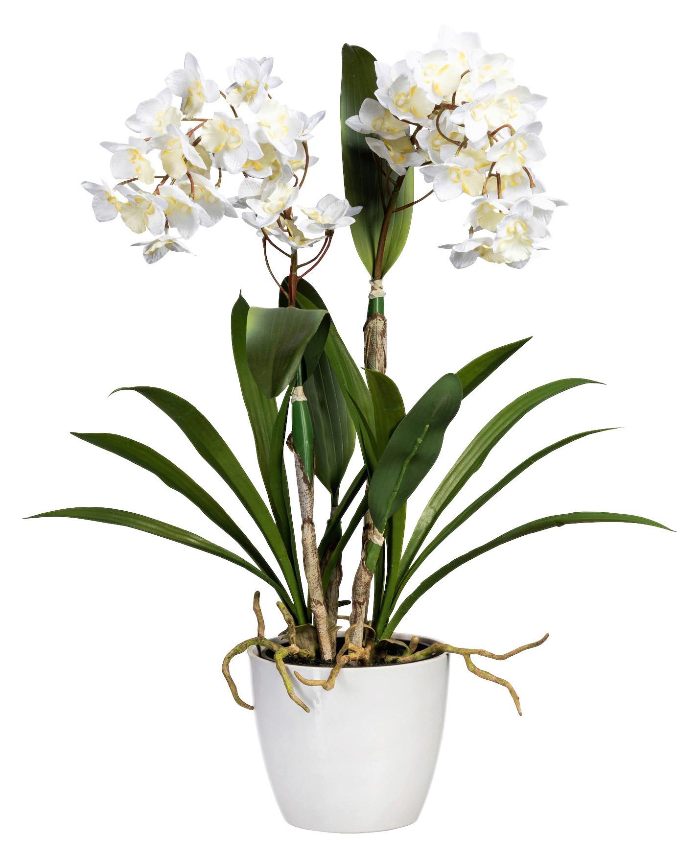 Kunstblume Dendrobie Berta H: 61cm - Weiß/Grün, Basics, Kunststoff (61cm)