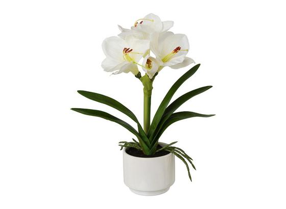 Hviezdnik Amarylis I - biela/zelená, Basics, plast (33cm) Hviezdnik Amarylis I - biela/zelená, Basics, plast (33cm)