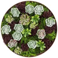 Moosbild Aus Kunstpflanzen Zana Dm: 50 Cm - Grün, KONVENTIONELL, Kunststoff (50cm) - Luca Bessoni