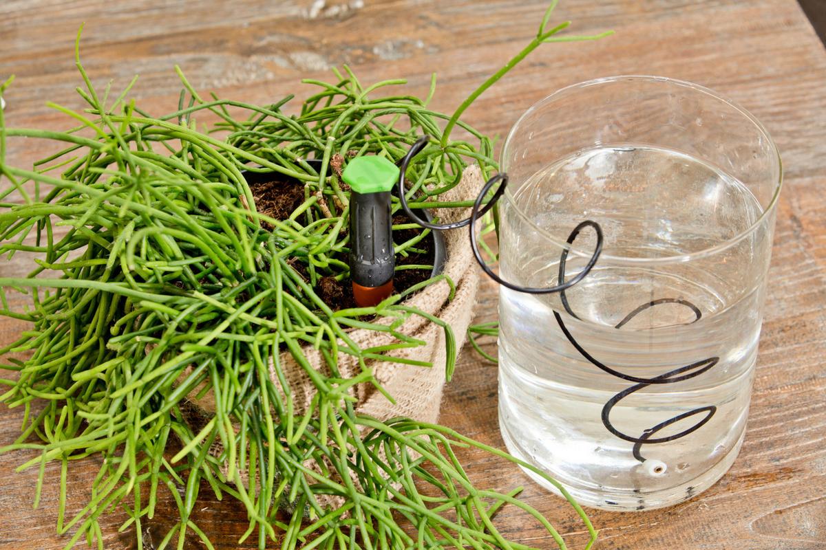 Pflanzen-Wasserspender, 3-teilig - Schwarz, Basics, Keramik (3/11cm)