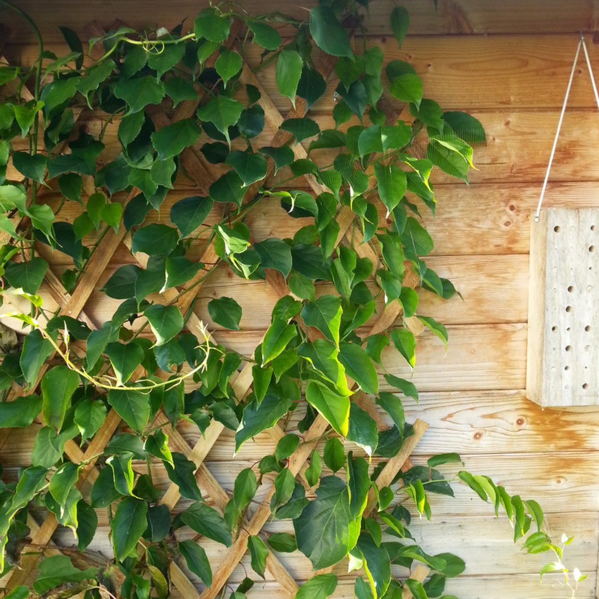 Rankhilfe Holzspalier Naturfarben B:45cm - Naturfarben, Basics, Holz (45/180cm)