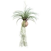 Kunstpflanze Hängepflanze Grün, 72 cm - Grün, Design, Naturmaterialien/Kunststoff (72cm) - P & B