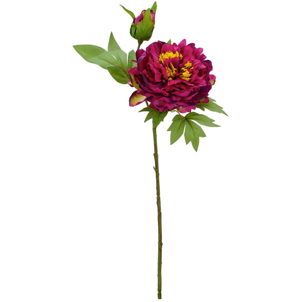 Päonie aubergine, 56 cm
