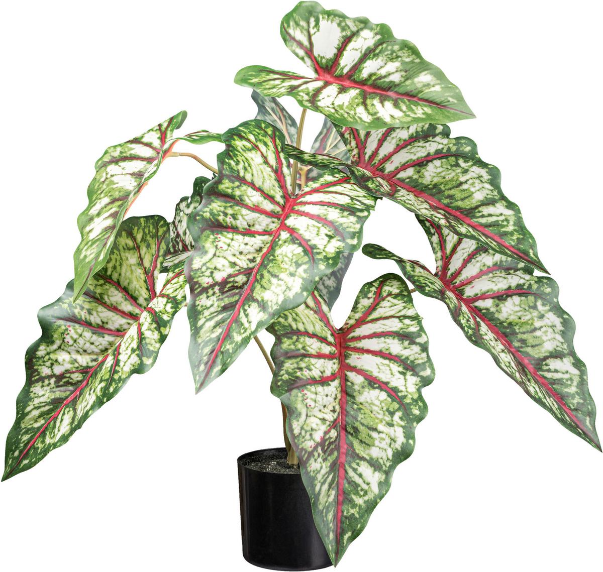 Kunstpflanze H: 66 Cm - Rot/Braun, Design, Kunststoff (66cm) - P & B