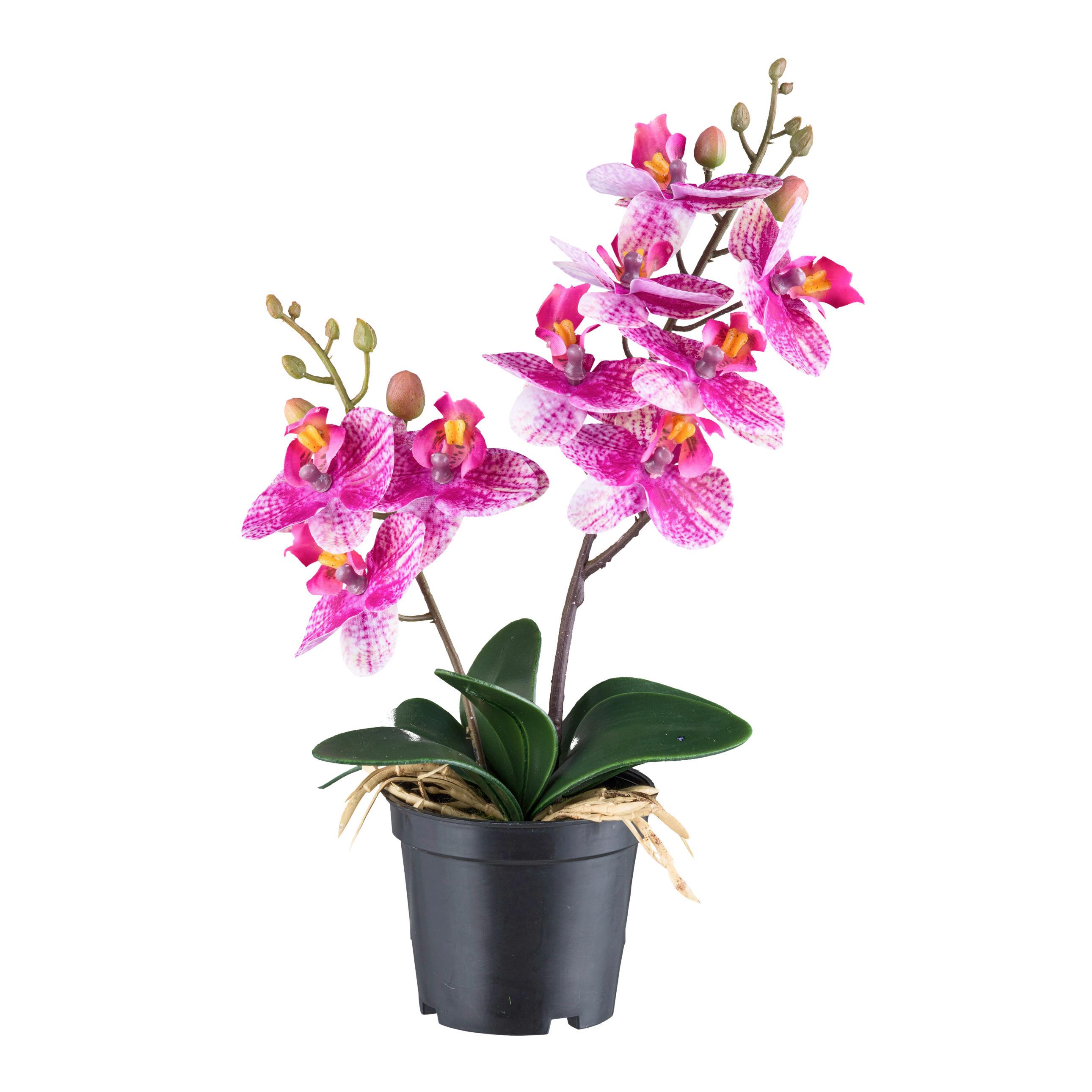 Kunstpflanze Orchideen Grün/Schwarz/Pink, 28 cm - Pink/Schwarz, Design, Kunststoff (28cm) - P & B