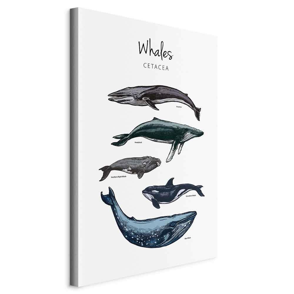 Leinwandbild Grau Hellgrau B: 80 cm