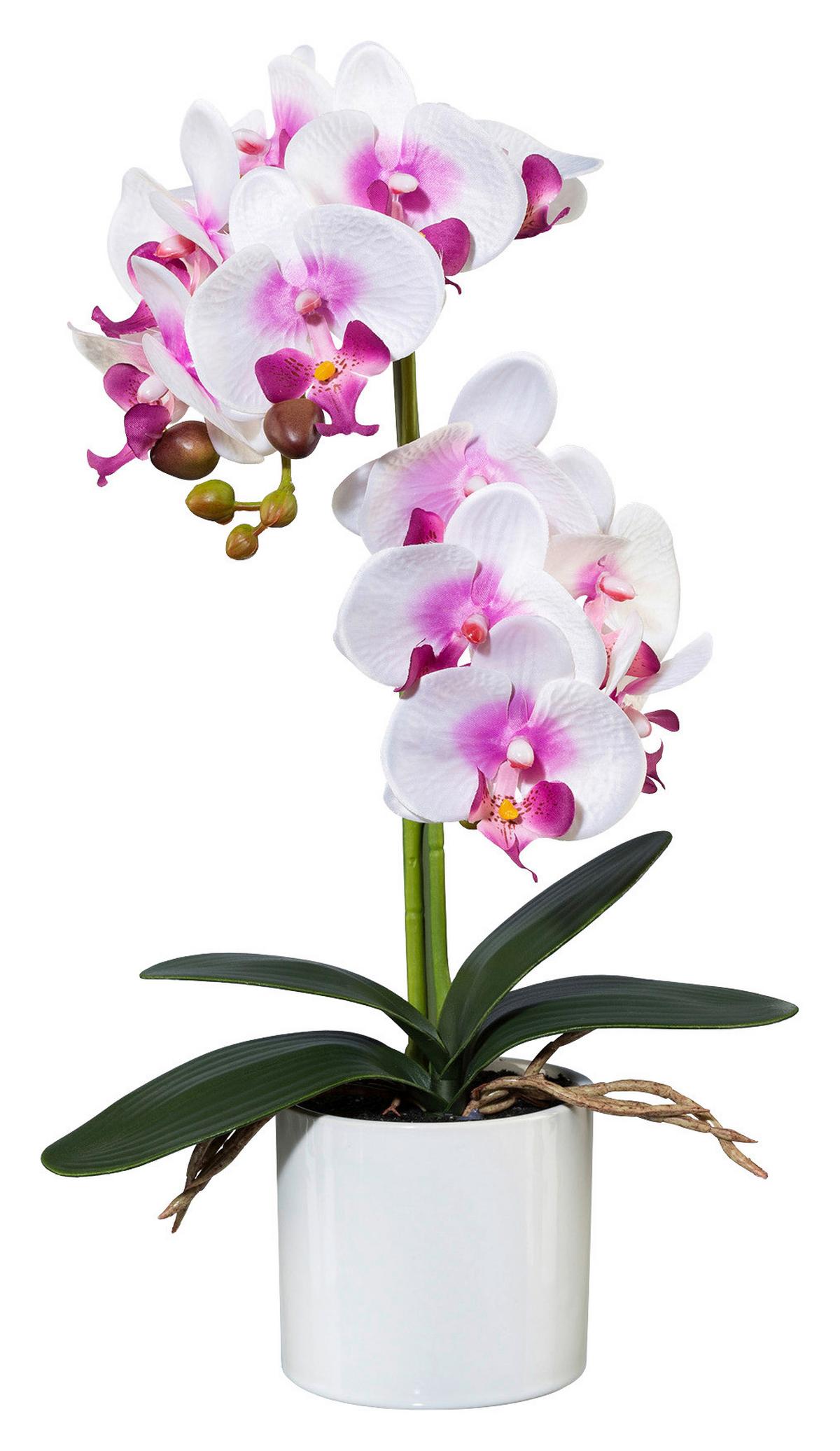 UMĚLÁ ROSTLINA PHALÄNOPSIS II - bílá/zelená, Romantický / Rustikální, kov/plast (45cm) - Modern Living
