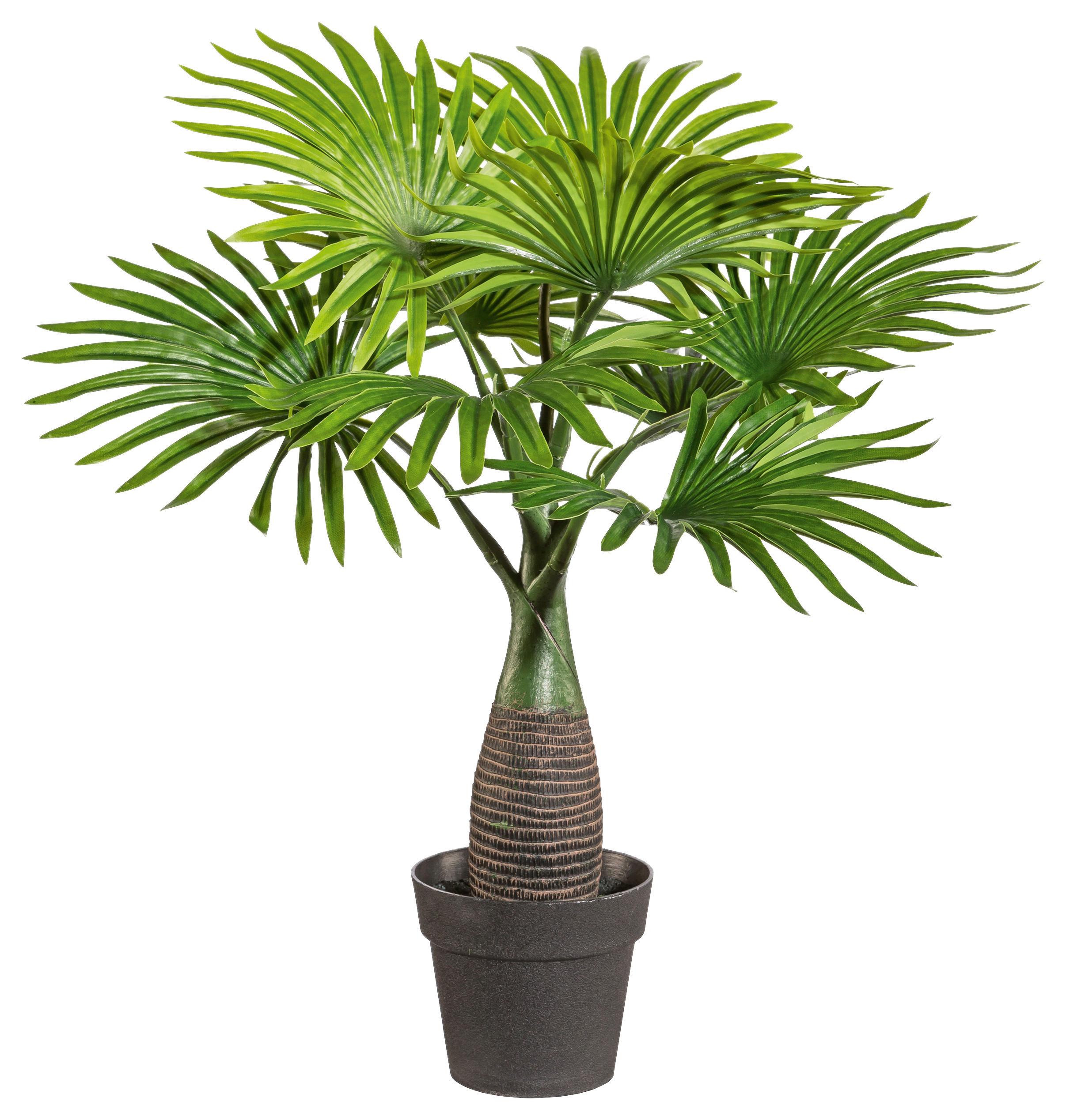Kunstpflanze Palmen Grün, 45 cm - Schwarz/Braun, Design, Kunststoff (45cm)