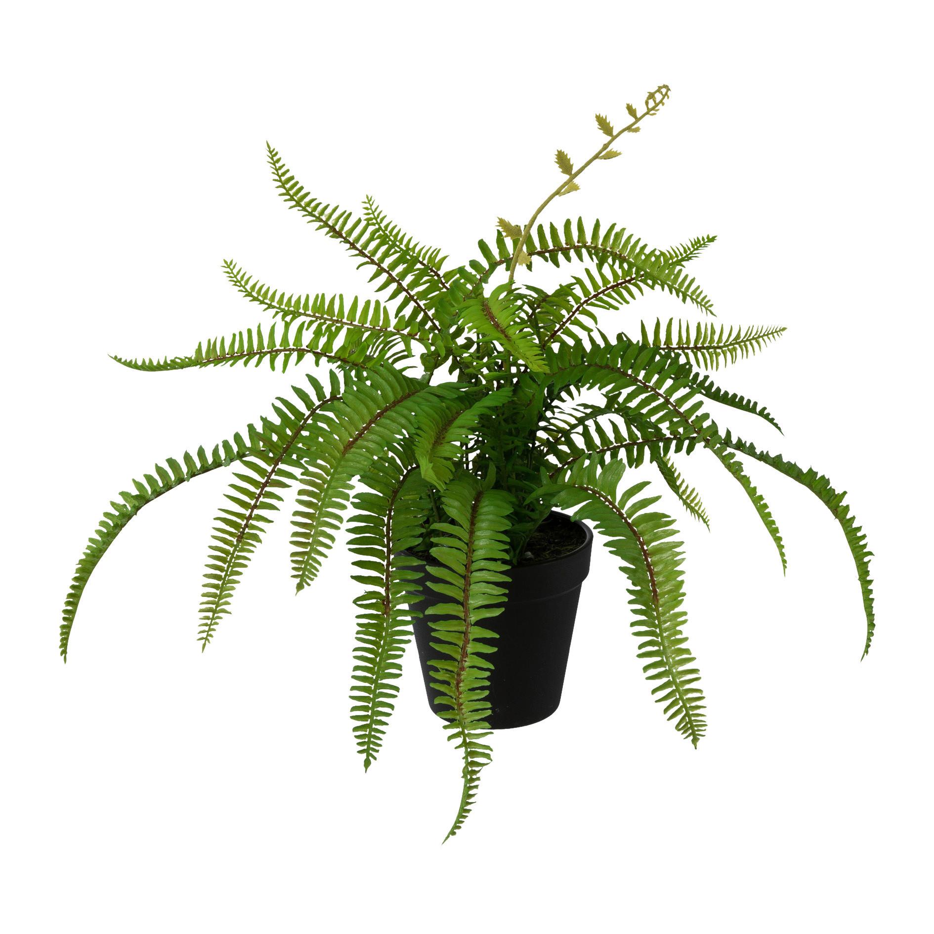 Dekoračná rostlina Farn, V: 40cm - zelená, Basics, plast (40cm) - Modern Living