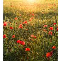 Fototapete Poppy World - Multicolor, Trend, Textil (250/280cm)
