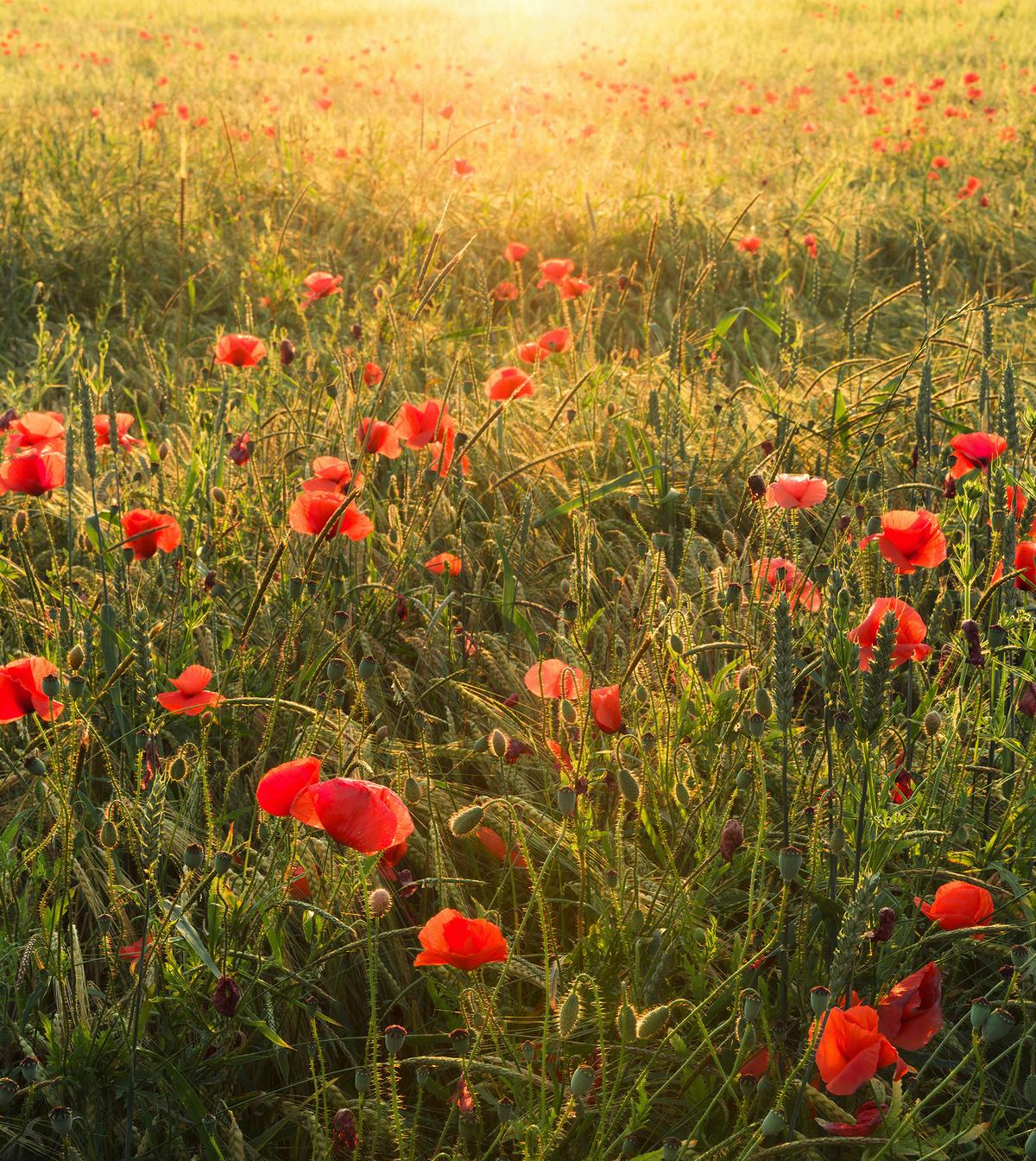 Fototapete Poppy World - Multicolor, Trend, Textil (250/280cm)