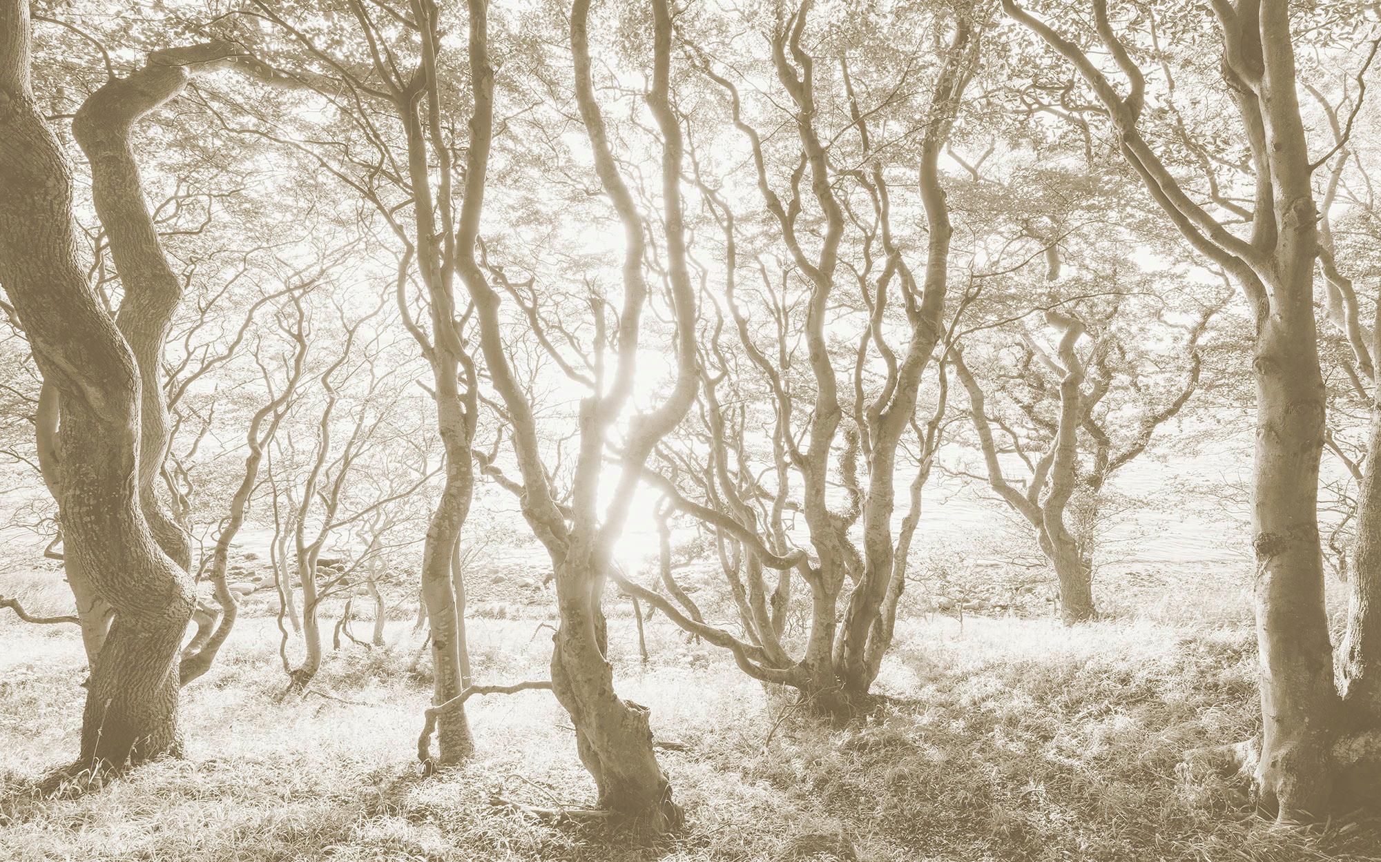 Vliestapete Bleached Birch - Braun/Weiß, Basics (400/250cm) - Komar