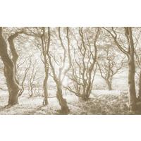 Vliestapete Bleached Birch - Braun/Weiß, Basics (400/250cm) - Komar