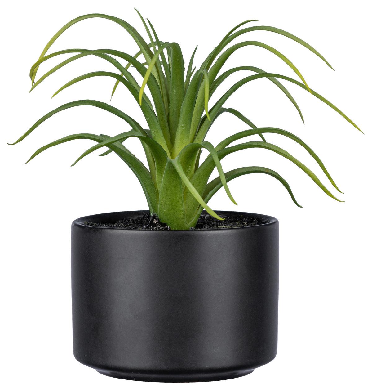 UMELÁ RASTLINA SUKKULENTE II - čierna/zelená, Basics, plast/keramika (15cm)