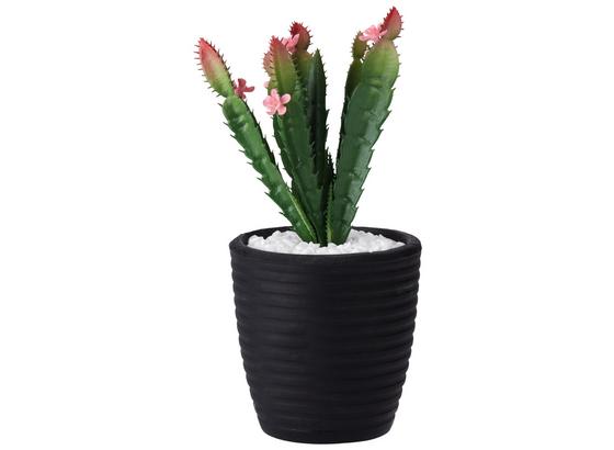 Umelá Rastlina Kaktus - čierna/zelená, umelá hmota (10/24,5cm) - Mömax modern living Umelá Rastlina Kaktus - čierna/zelená, umelá hmota (10/24,5cm) - Mömax modern living