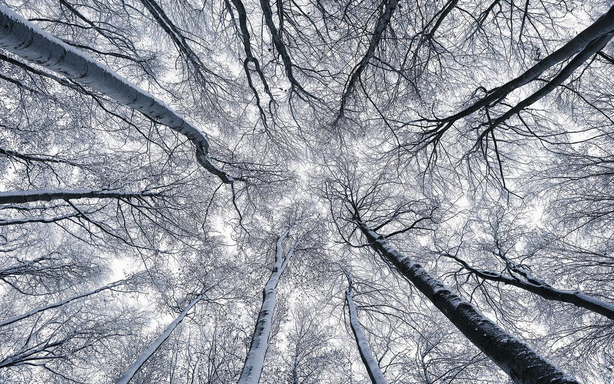 Vliestapete Sh081-Vd4 Up - Natur (400/250cm)