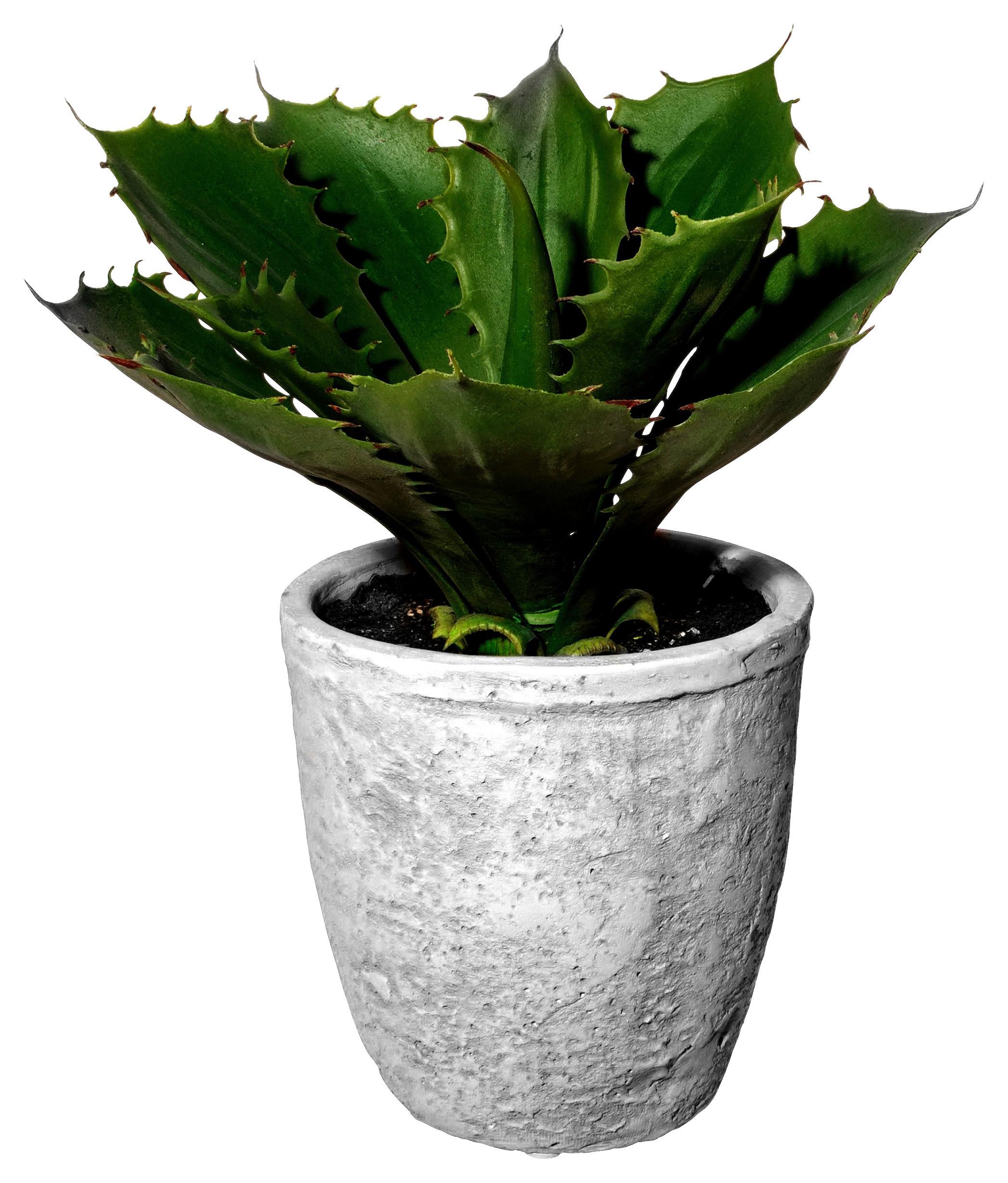 Umelá rastlina Echeveria, V: 25cm - sivá/zelená, Basics, plast/keramika (25cm)