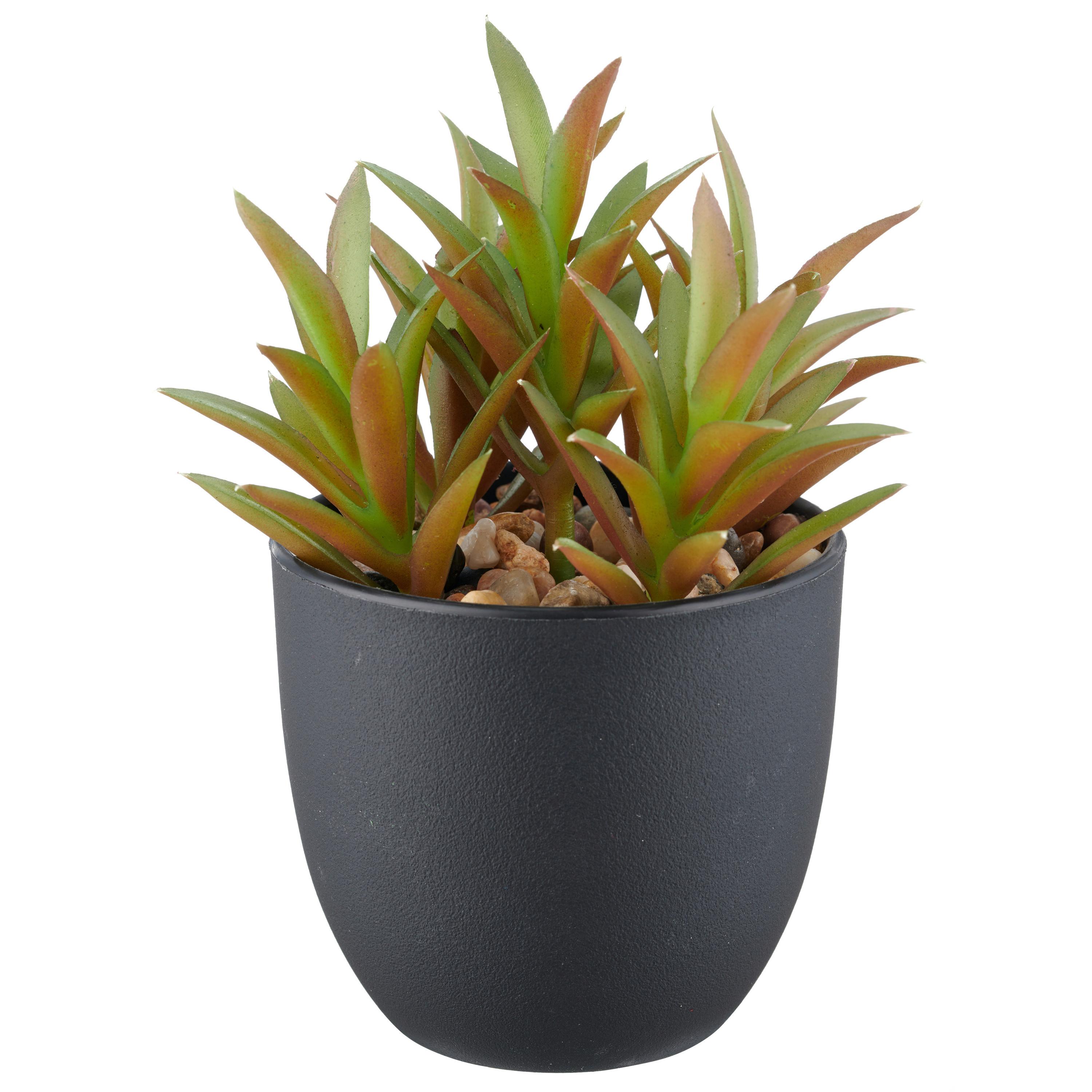 Sukkulente Grün Schwarz B: 8 cm - Schwarz/Grün, Basics, Kunststoff (13cm) - P & B